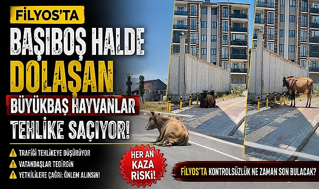 Filyos'ta başıboş dolaşan büyükbaş hayvanlar tehlike saçıyor!
